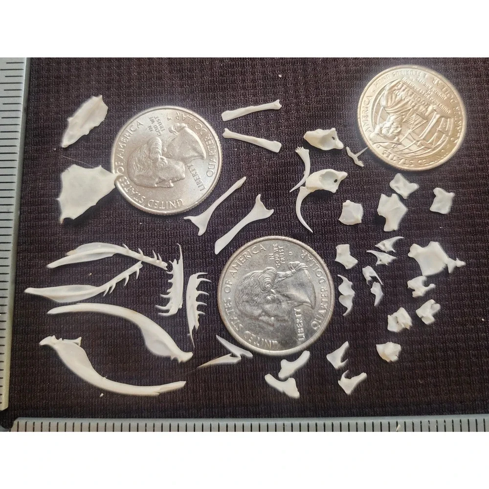 4 Puzzles!! Western Diamondback Rattlesnake Snake Skull FANGS SPECIMEN SK4B